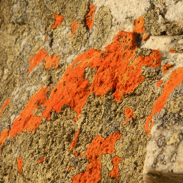 Lichen Trail in Sud Africa